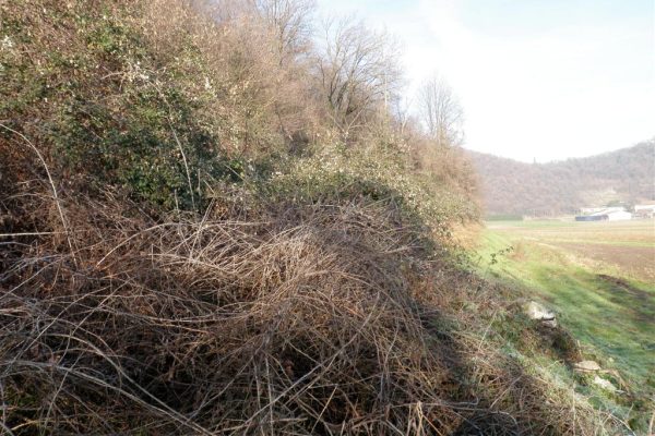 Pericolo! Invasione di arbusti, siepi e rovi